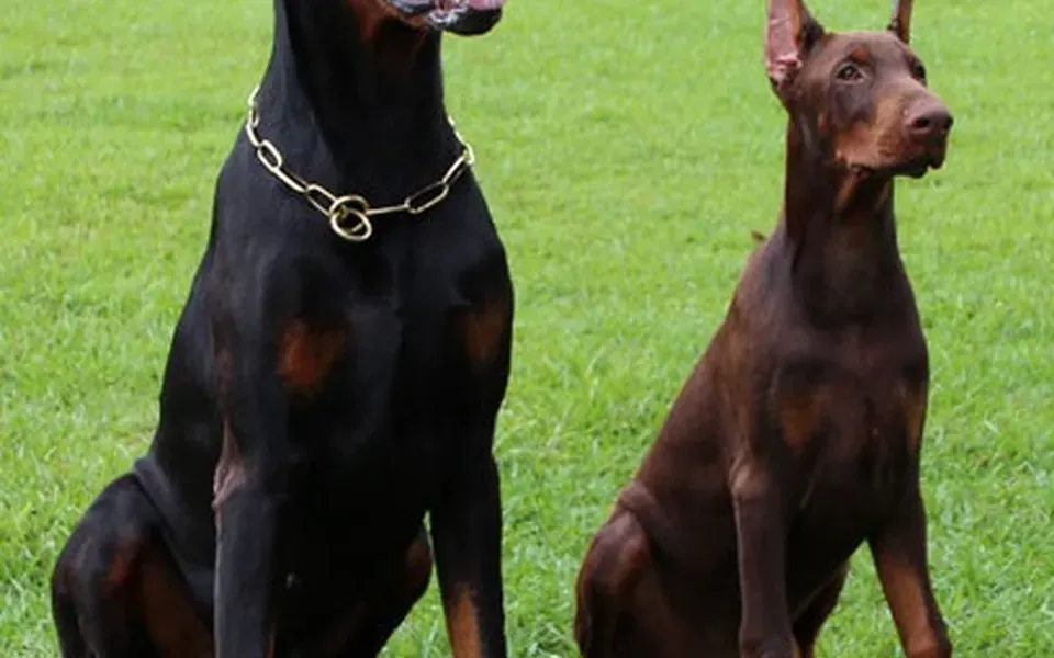 Dobermann, photographie de la race