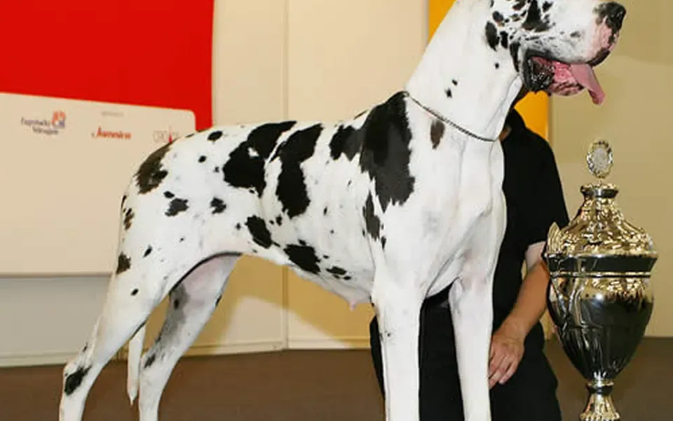 Dogue allemand, photographie de la race