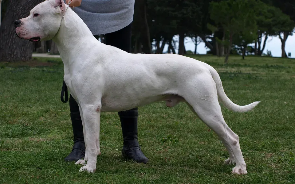 Dogue argentin, photographie de la race