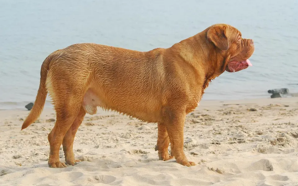 Dogue de Bordeaux, photographie de la race