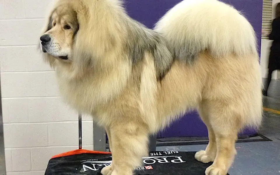 Dogue du Tibet, photographie de la race