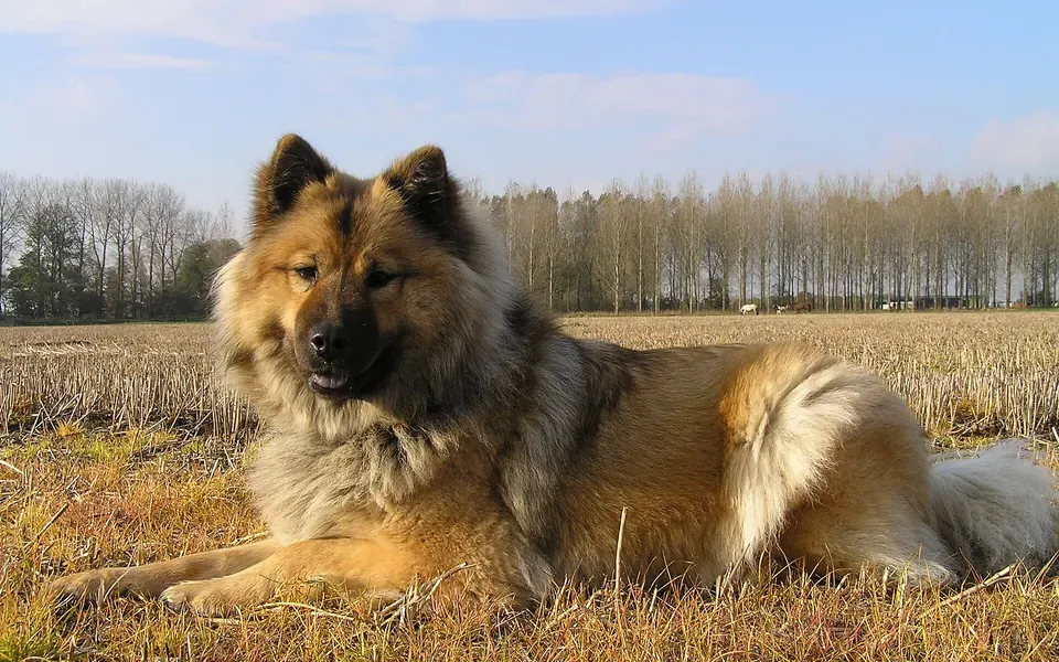 Eurasier, photographie de la race