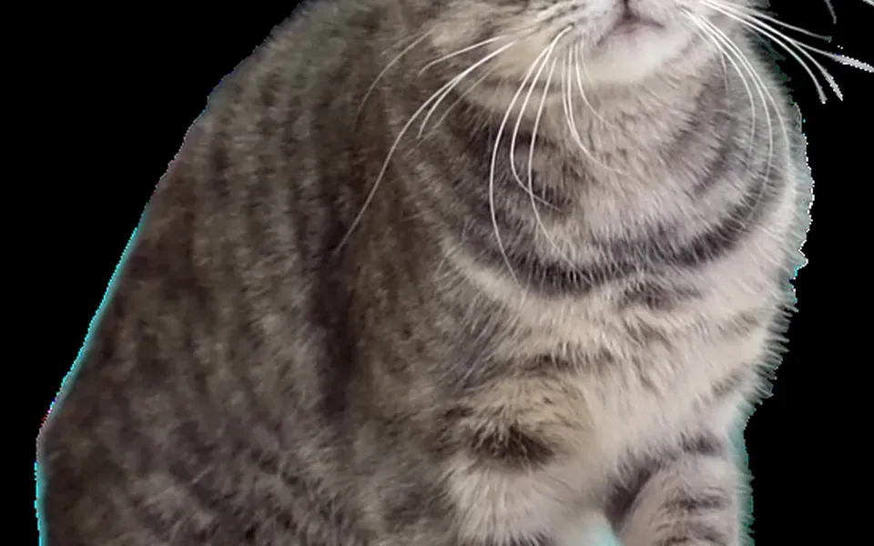 European shorthair, photographie de la race