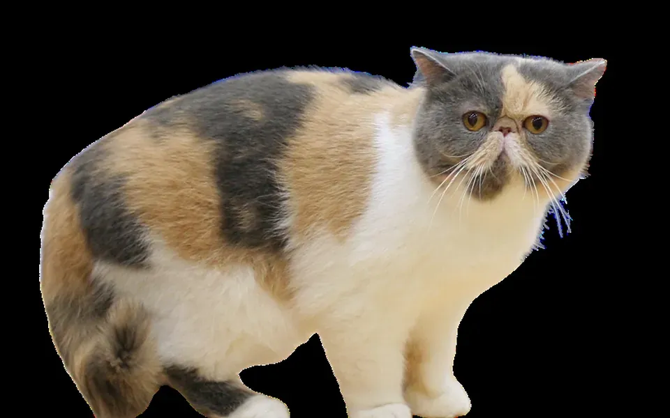 Exotic shorthair, photographie de la race