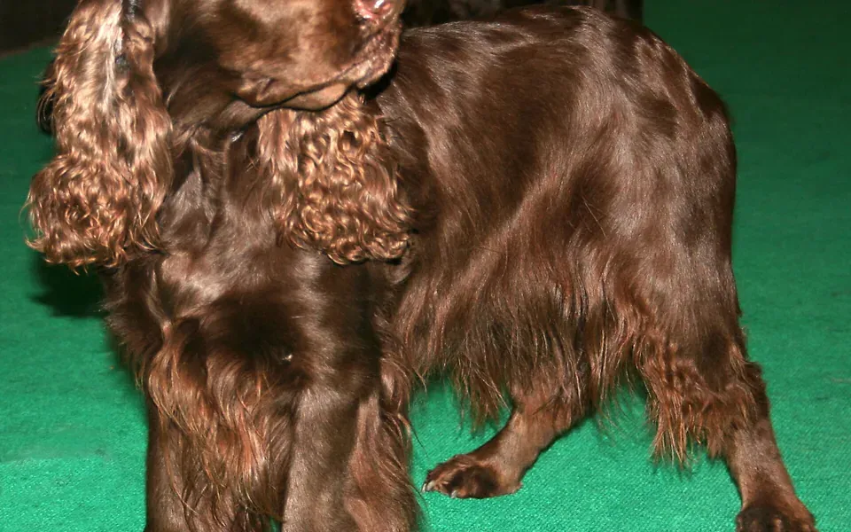 Field Spaniel, photographie de la race
