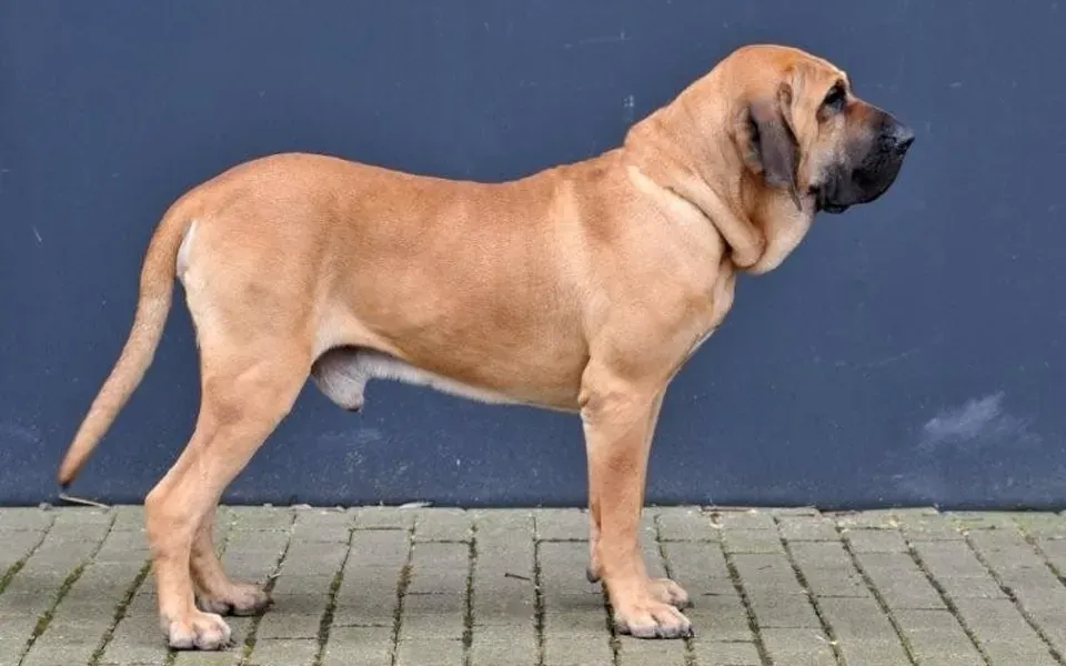 Fila Brasileiro, photographie de la race