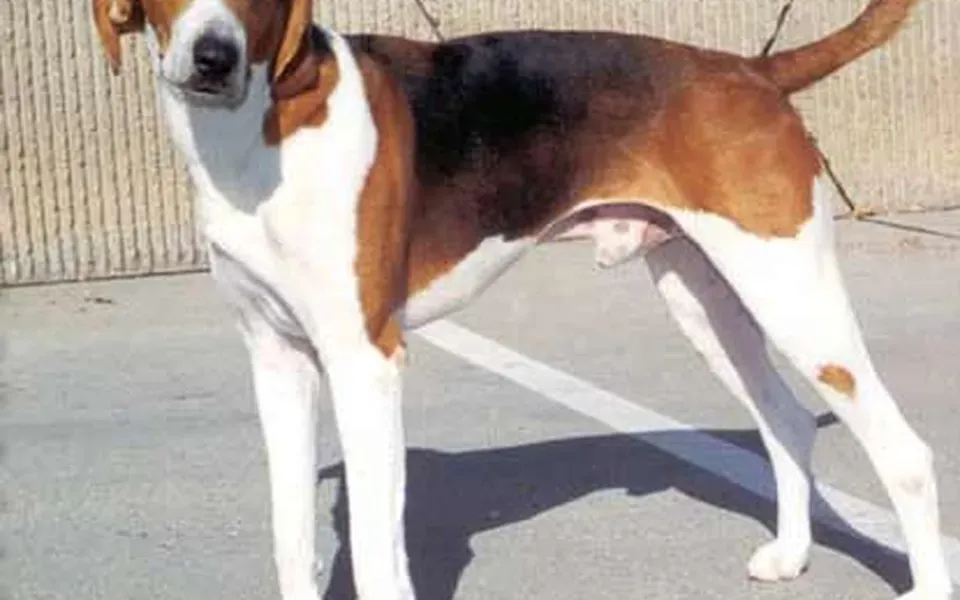 Foxhound américain, photographie de la race