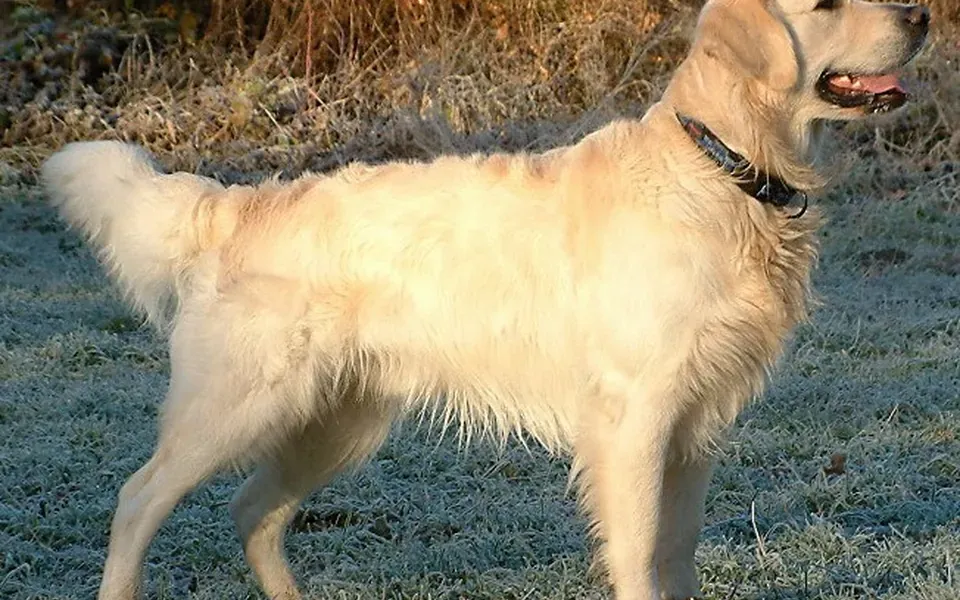 Golden retriever, photographie de la race