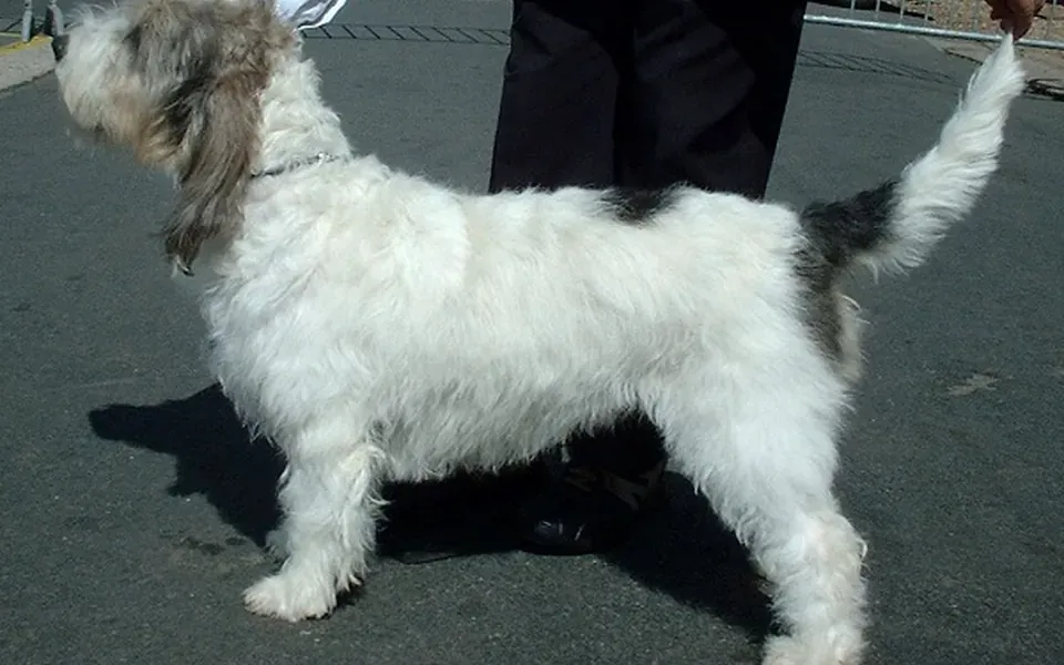 Grand basset griffon vendéen, photographie de la race
