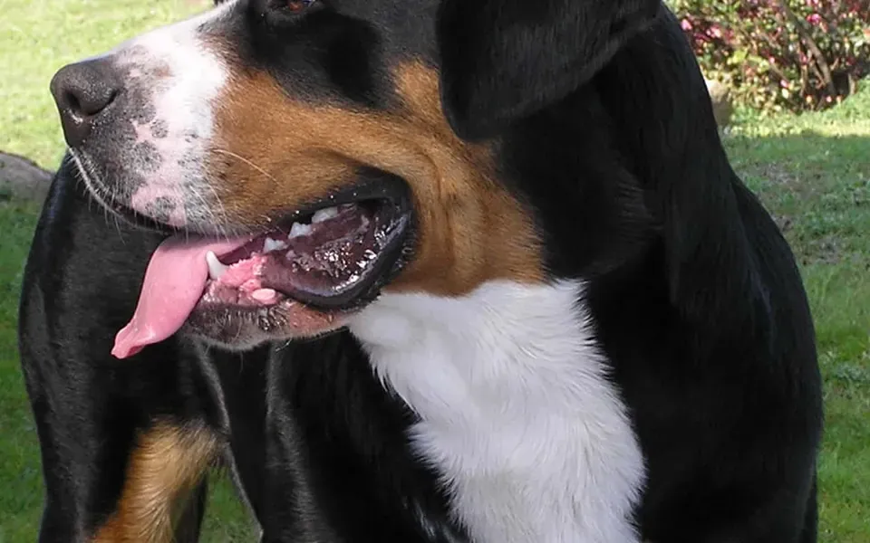 Grand bouvier suisse, photographie de la race