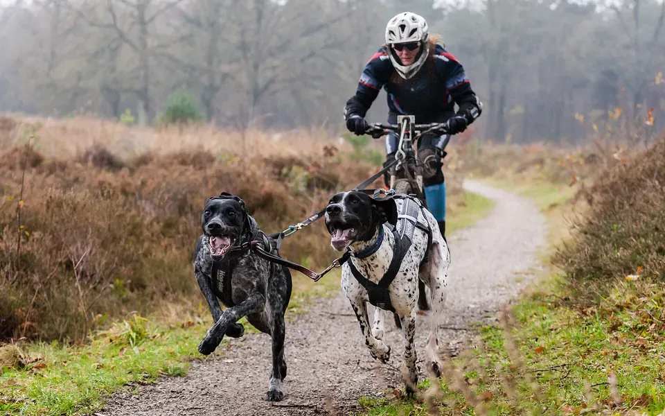 Greyster, photographie de la race