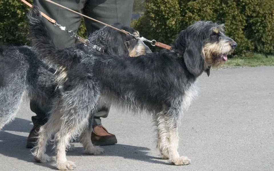 Griffon bleu de Gascogne, photographie de la race