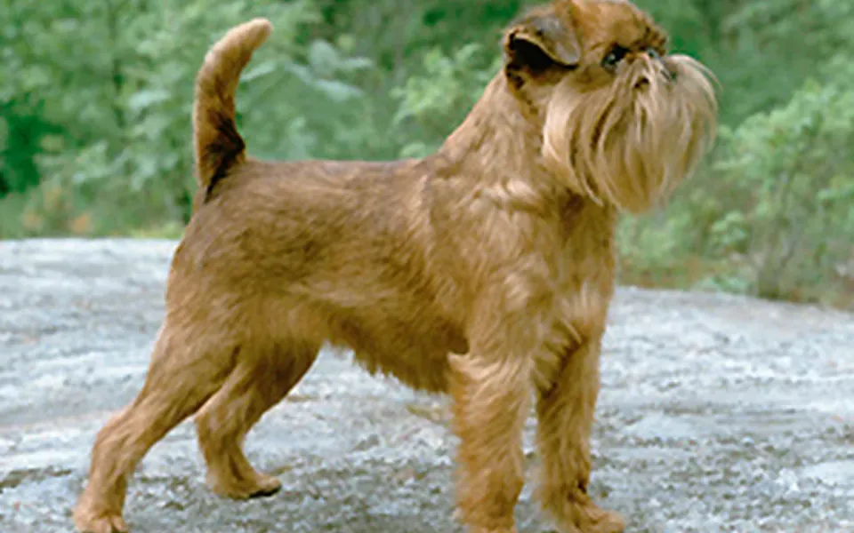 Griffon bruxellois, photographie de la race