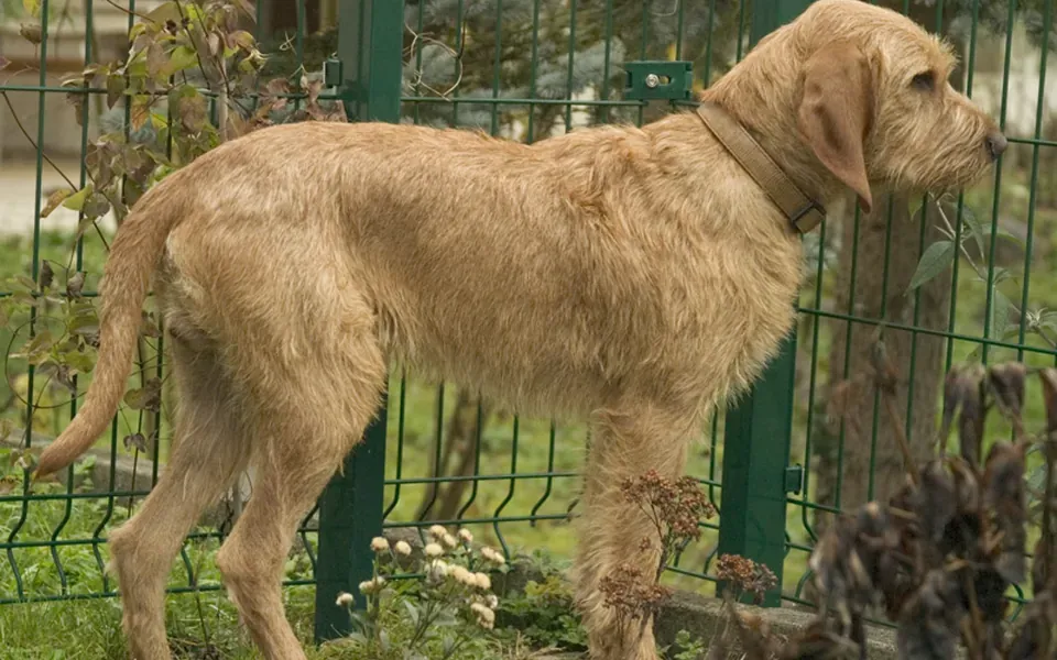 Griffon Fauve de Bretagne, photographie de la race