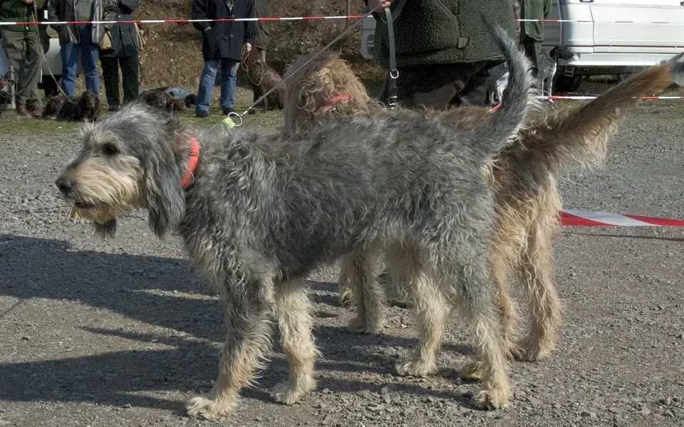 Griffon nivernais, photographie de la race
