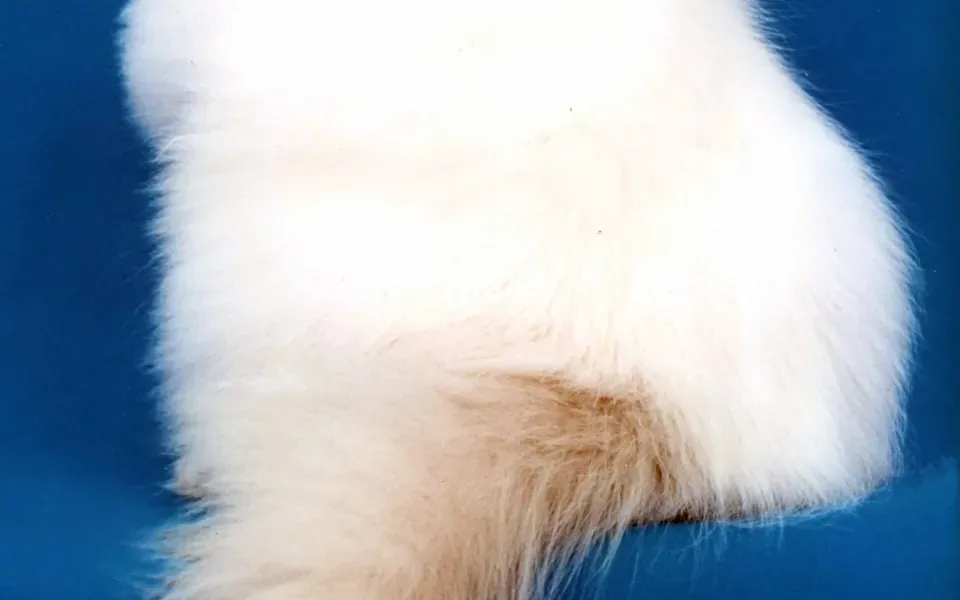 Himalayen, photographie de la race