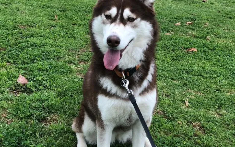 Husky sibérien, photographie de la race
