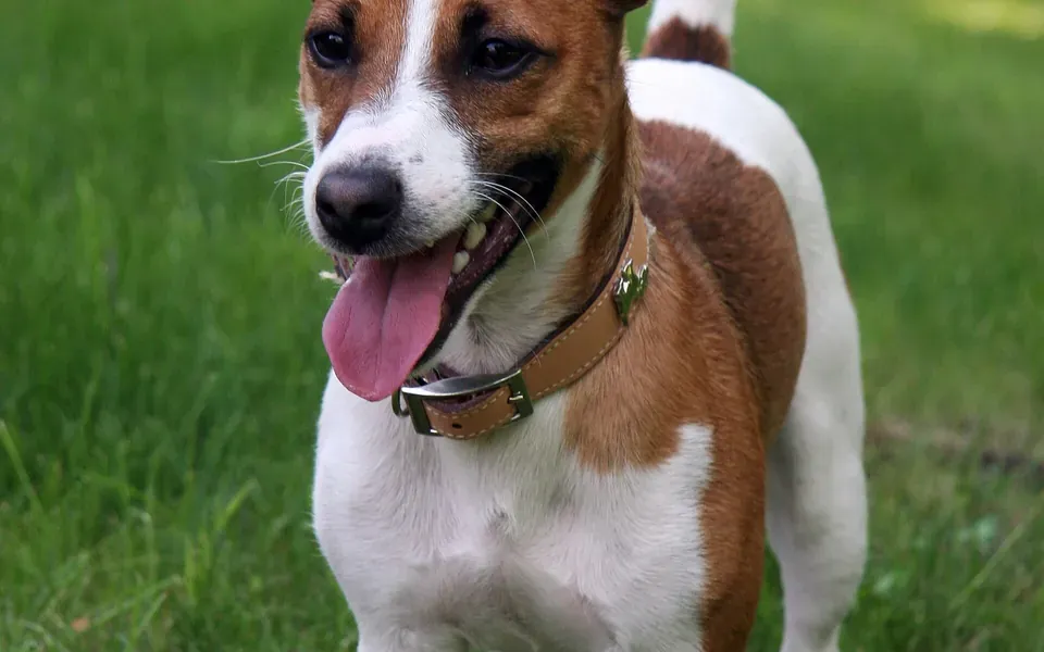 Jack Russell, photographie de la race