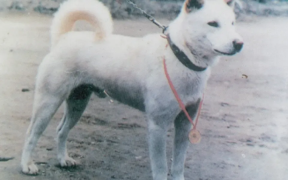 Jindo coréen, photographie de la race
