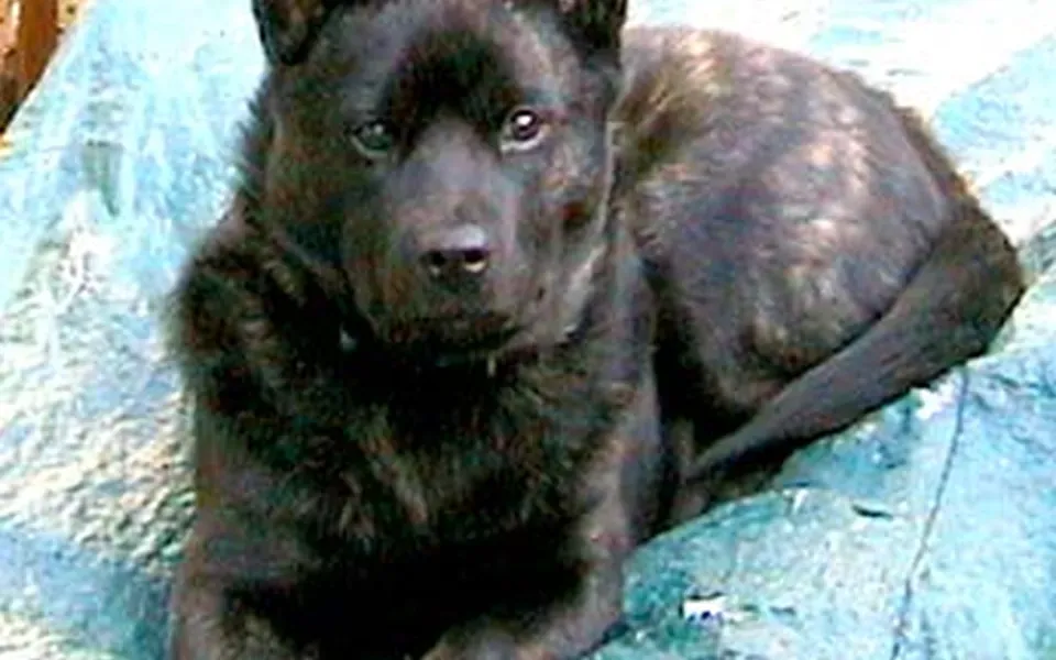 Kai, photographie de la race