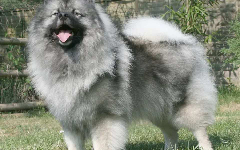 Keeshond, photographie de la race