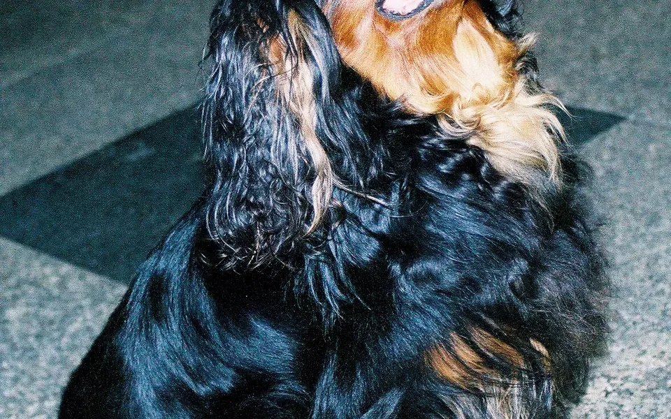 King Charles Spaniel, photographie de la race