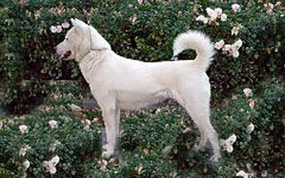 Kishu, photographie de la race