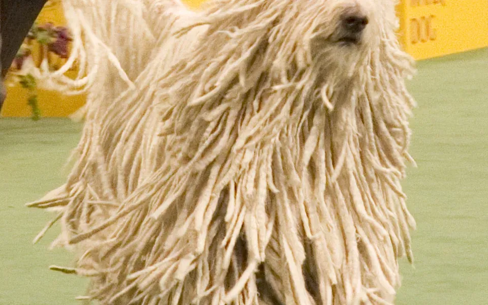 Komondor, photographie de la race