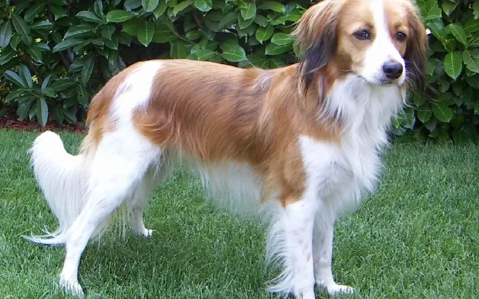 Kooikerhondje, photographie de la race