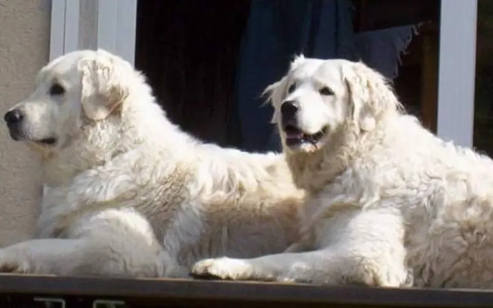 Kuvasz, photographie de la race
