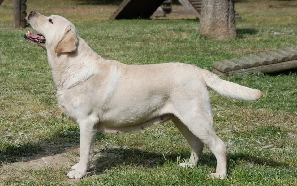 Labrador retriever, photographie de la race