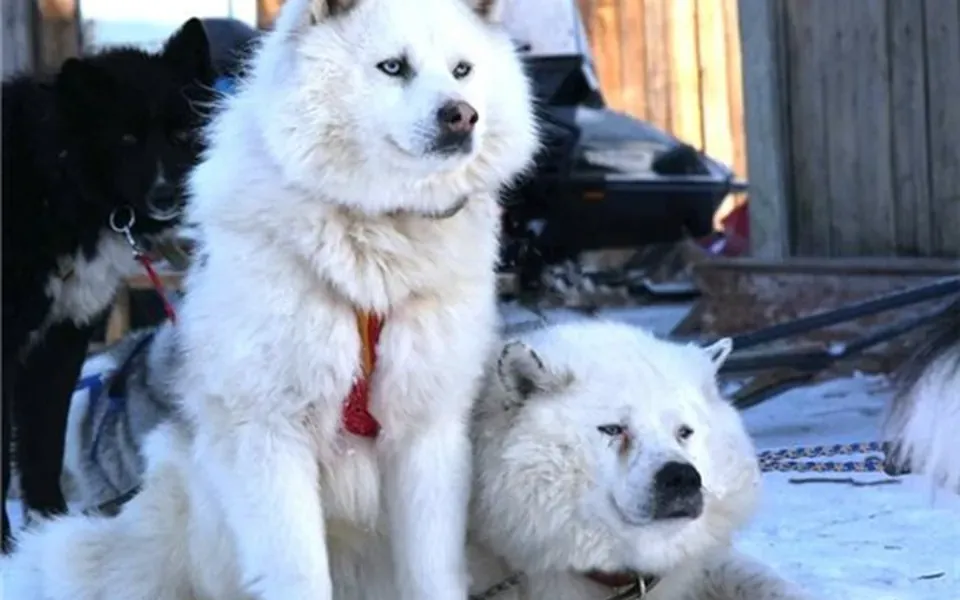 Laika d'Iakoutie, photographie de la race