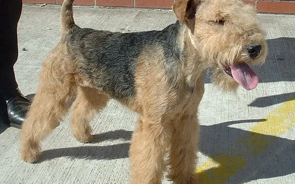 Lakeland Terrier, photographie de la race