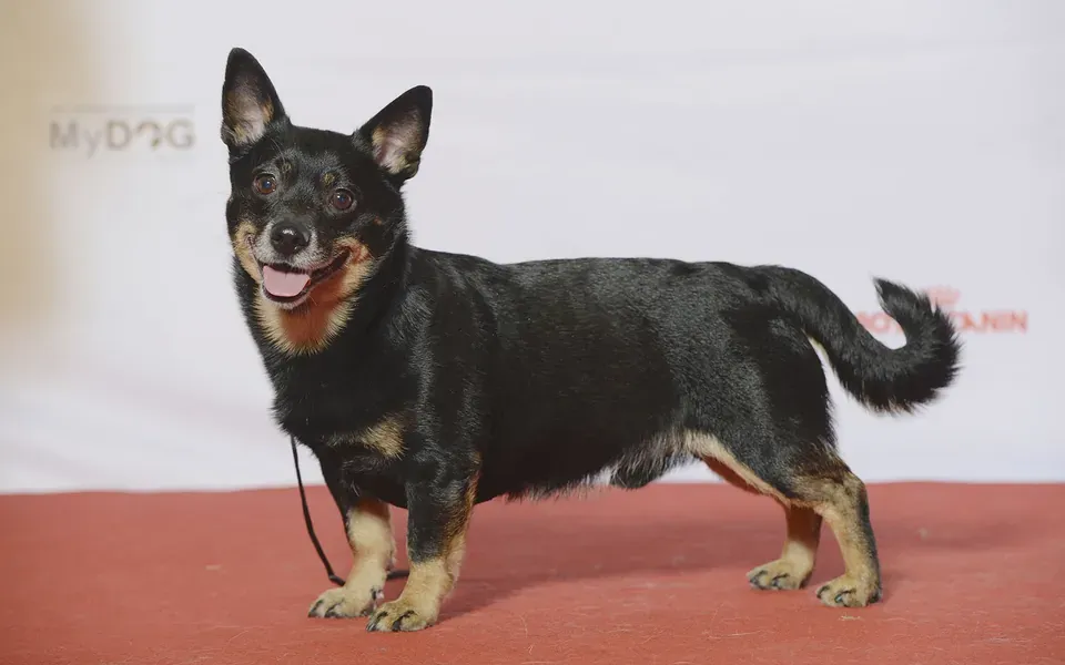 Lancashire Heeler, photographie de la race