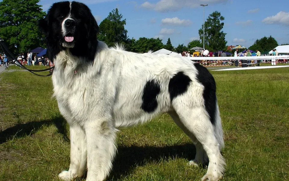 Landseer, photographie de la race