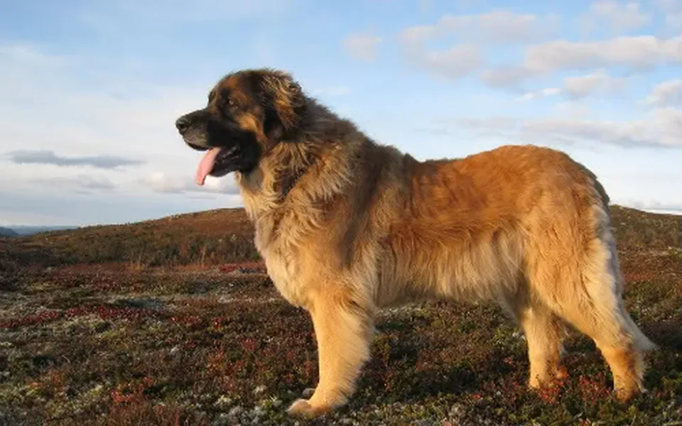 Leonberg, photographie de la race