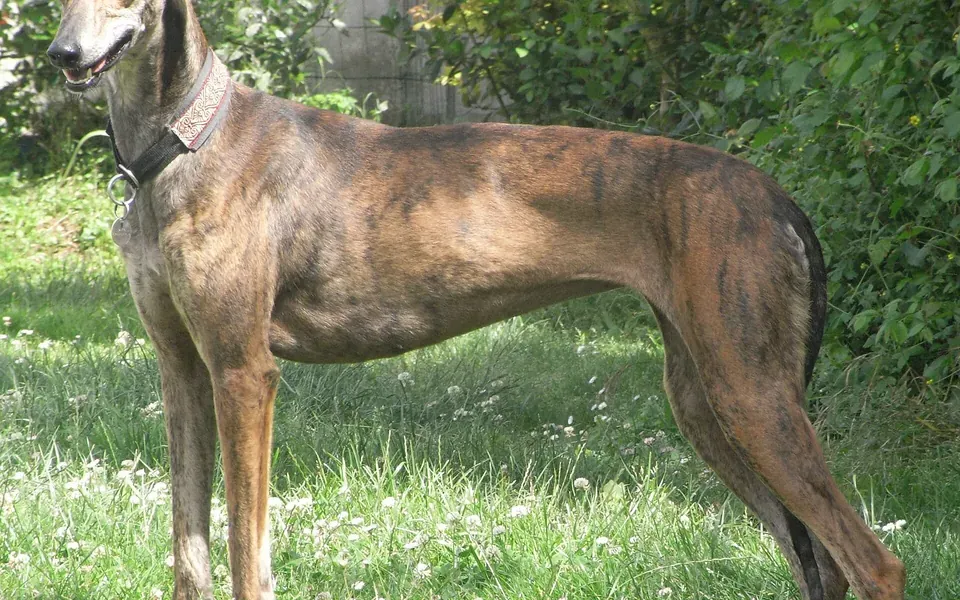 Lévrier Galgo, photographie de la race