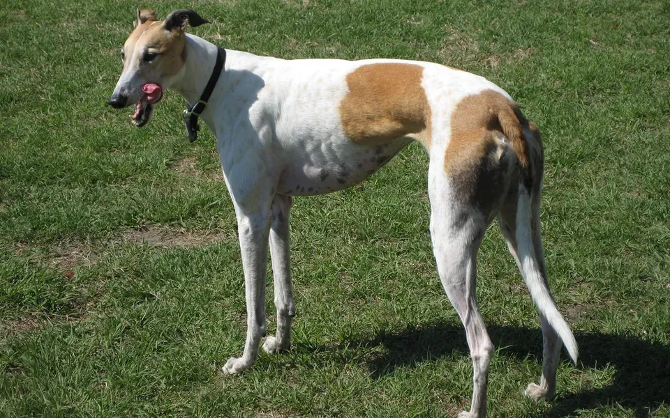 Lévrier greyhound, photographie de la race