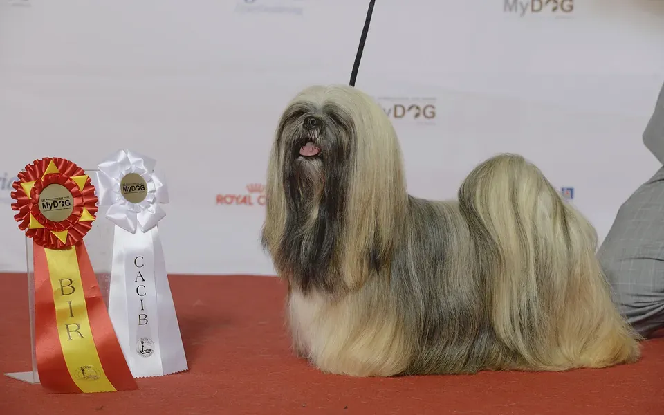 Lhassa Apso, photographie de la race