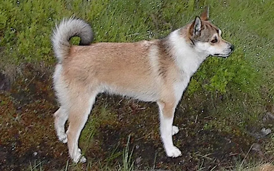 Lundehund, photographie de la race