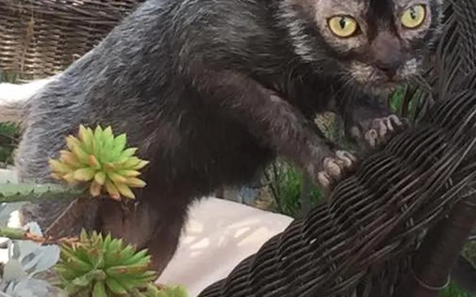 Lykoi, photographie de la race