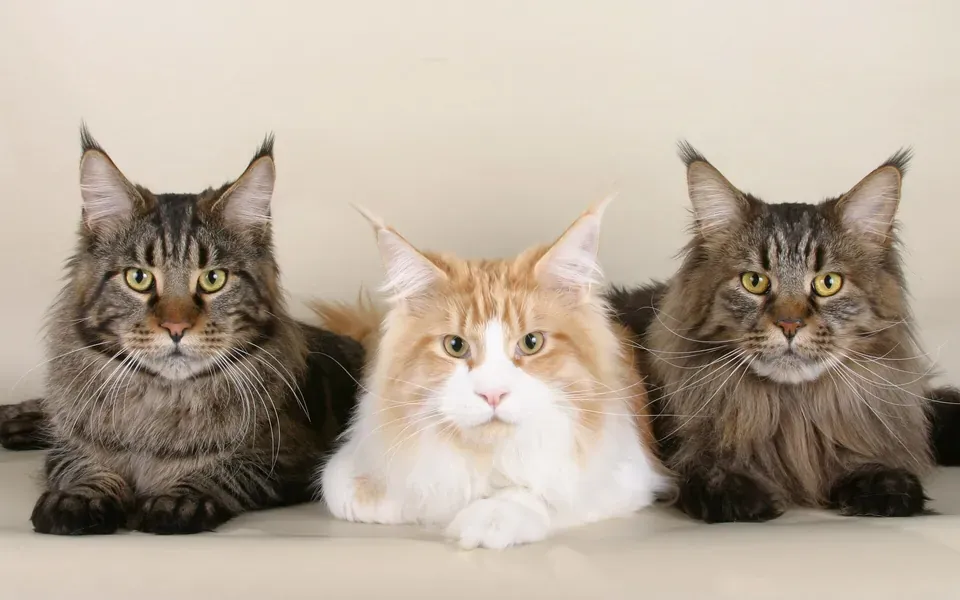 Maine coon, photographie de la race