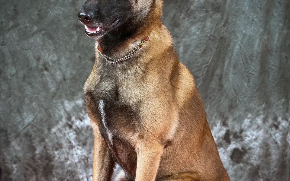 Malinois, photographie de la race
