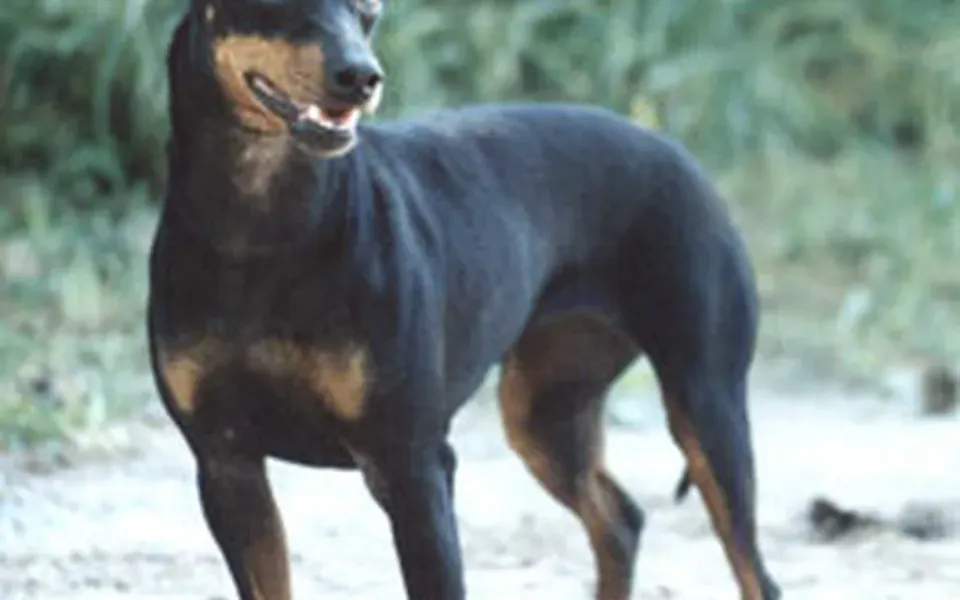 Manchester Terrier, photographie de la race