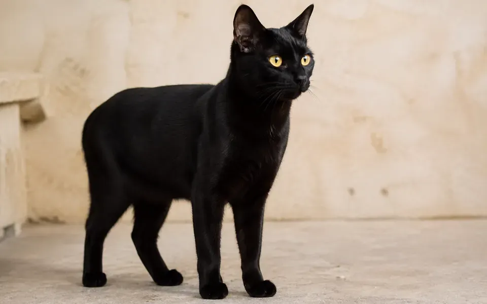 Chat de race Mandalay à la robe unie noire, illustration