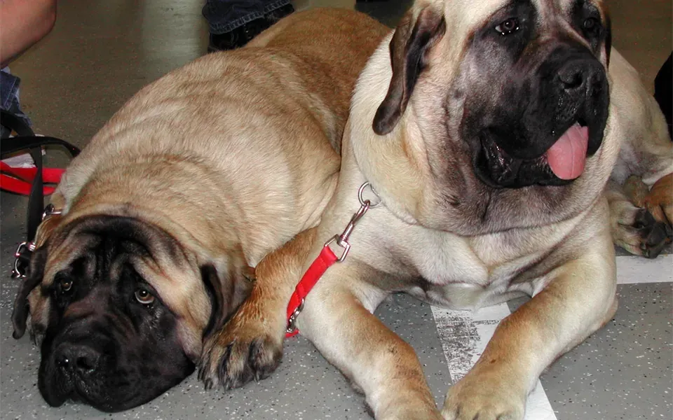 Mastiff, photographie de la race