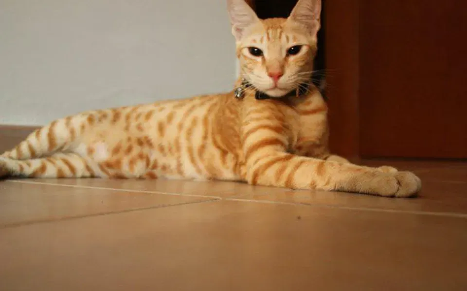 Mau arabe, photographie de la race