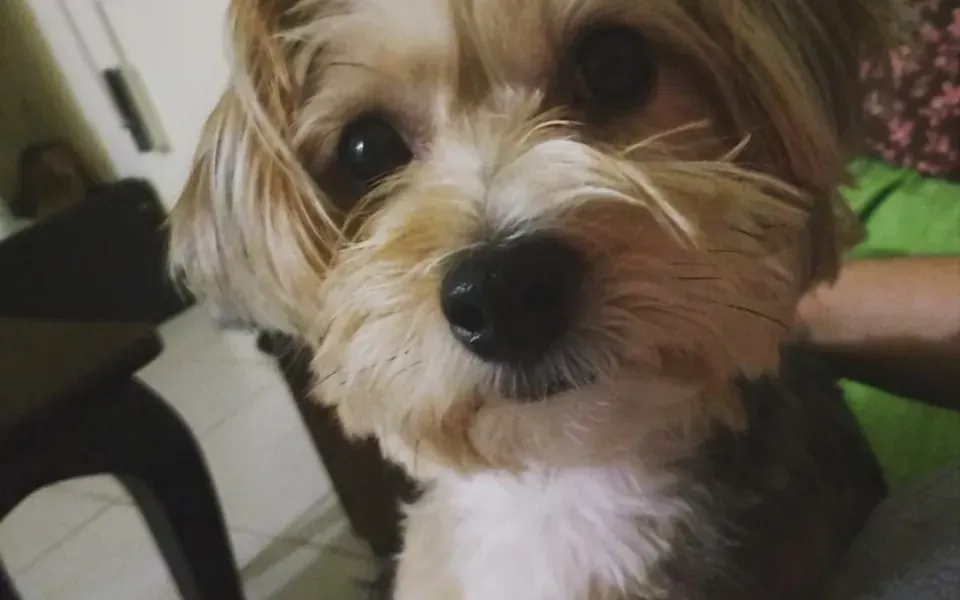 Morkie, photographie de la race