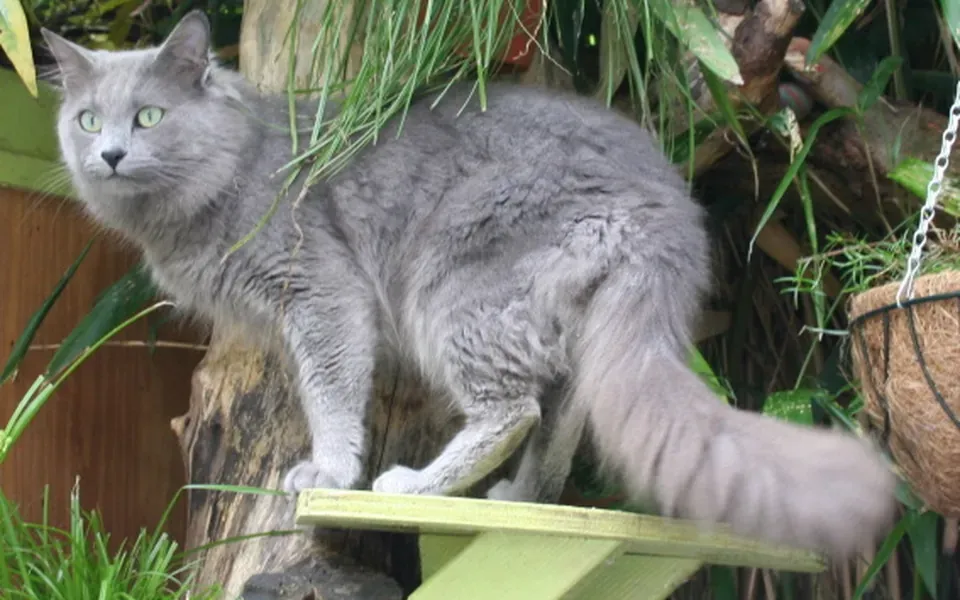 Nebelung, photographie de la race