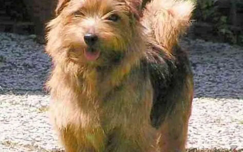 Norfolk Terrier, photographie de la race